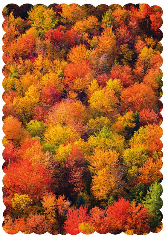 Fall Foliage
